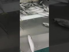 Haute teneur en protéines 120g Scomber Japonicus