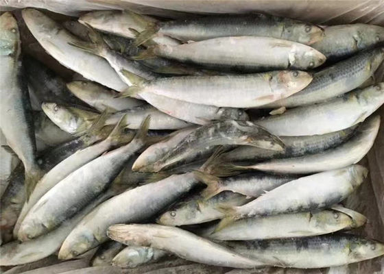 quality Sardines surgelées fraîches entières du rond 95g de Lemuru de sardinelle factory